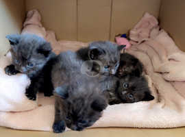 5 Beautiful Black Kittens