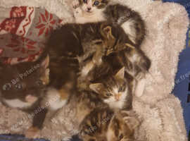 4 Norwegian Cross maine coon kittens