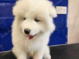 Beautiful Samoyed Puppies 2 females left