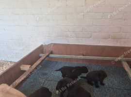 Beautiful Labrador puppies