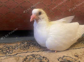 Baby pigeon friendly for sale