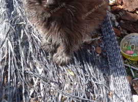 3 black fluffy kittens