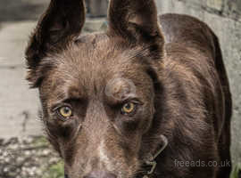 6 year old Zen needs a new home