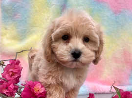 Beautiful Maltipoo puppies just Hector available