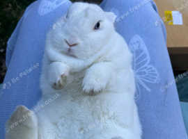 Holland lop eared white rabbit