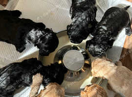 Cockapoo puppies