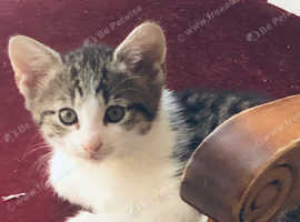 Kitten fir rehome
