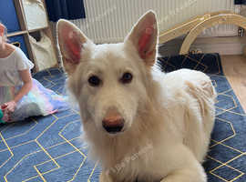 1 year old male