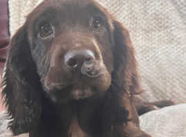 Trained sprocker for store sale