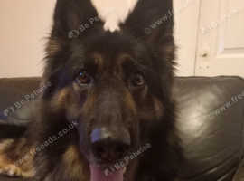 Female German shepherd