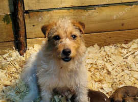 For sale jack Russell x chihuahua