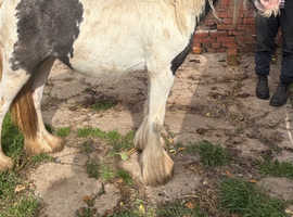 Millie 16 month old cob filly to make 13.2/3