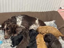 Cockalier puppies