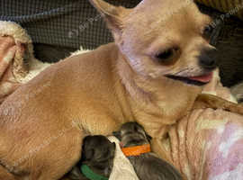 Beautiful chihuahua puppies