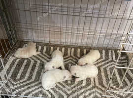 Beautiful Westie Puppies
