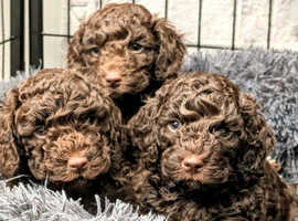 Stunning Cockerpoo puppies