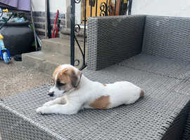 9 week jack russel puppy (Boy)