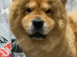 Female chow chow for sale