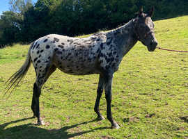 5 year old Appaloosa mare
