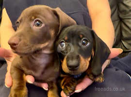 Dachshunds puppies