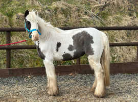 beautiful Lead rein/project pony