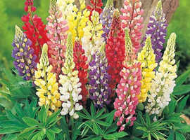 Lupin plants for sale.