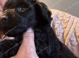 3rd generation toy labradoodles