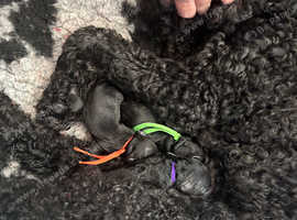 Labradoodle puppies F1bb