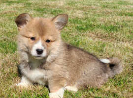 KC Corgis out of Siberian import. Dna tested
