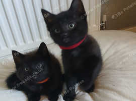 3 beautiful kittens URGENT