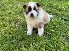 German Spitz puppies for sale