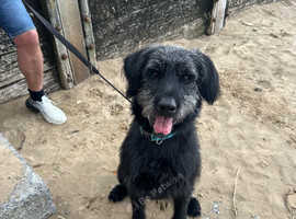Giant schnauzer cross