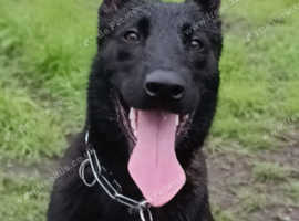 Male black DUTCH HERDER * Belgian Malinois