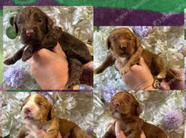 F1 mini COCKAPOOS various colours 30 dna health tested clear