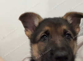 Female german shepard puppy for sale
