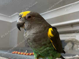 Beautiful female Meyes parrot