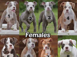EXCEPTIONAL RATED - 5 STAR LICENSED REGISTERED BREEDER, Old tyme bulldog, Olde English bulldog, bulldog,