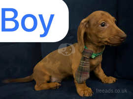 Dachshund puppies for sales adoption