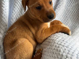 Mixed breed-German wirehaired pointer x lurcher-bully