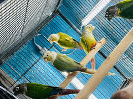 Conures Glasgow