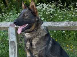 German shepherd