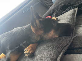 Beautiful 7 month old German shepherd x Rottweiler