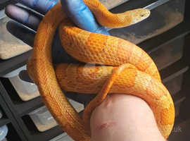 Adult corn snake