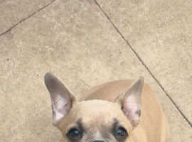 KC Registered French Bulldog puppies