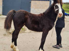 Welsh D filly