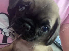 Gorgeous pugalier female