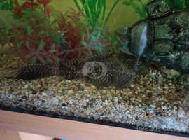Plecostomus Catfish  collection only