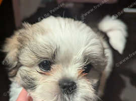8 Week old female shihchon