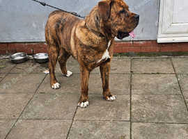 Stunning bandog male available