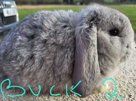 2 x Baby German Lop Bucks (males) for reserving